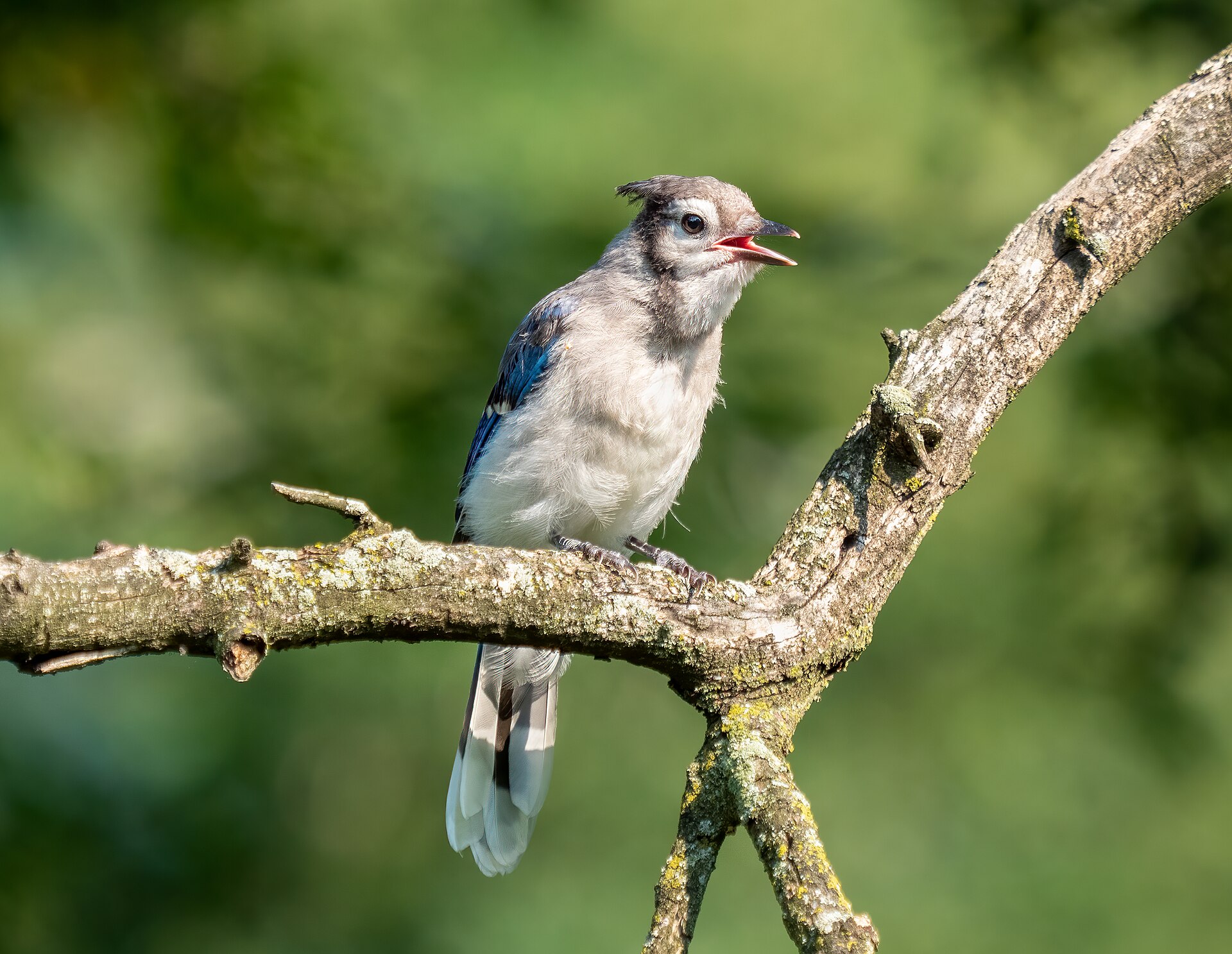 blue jay feature