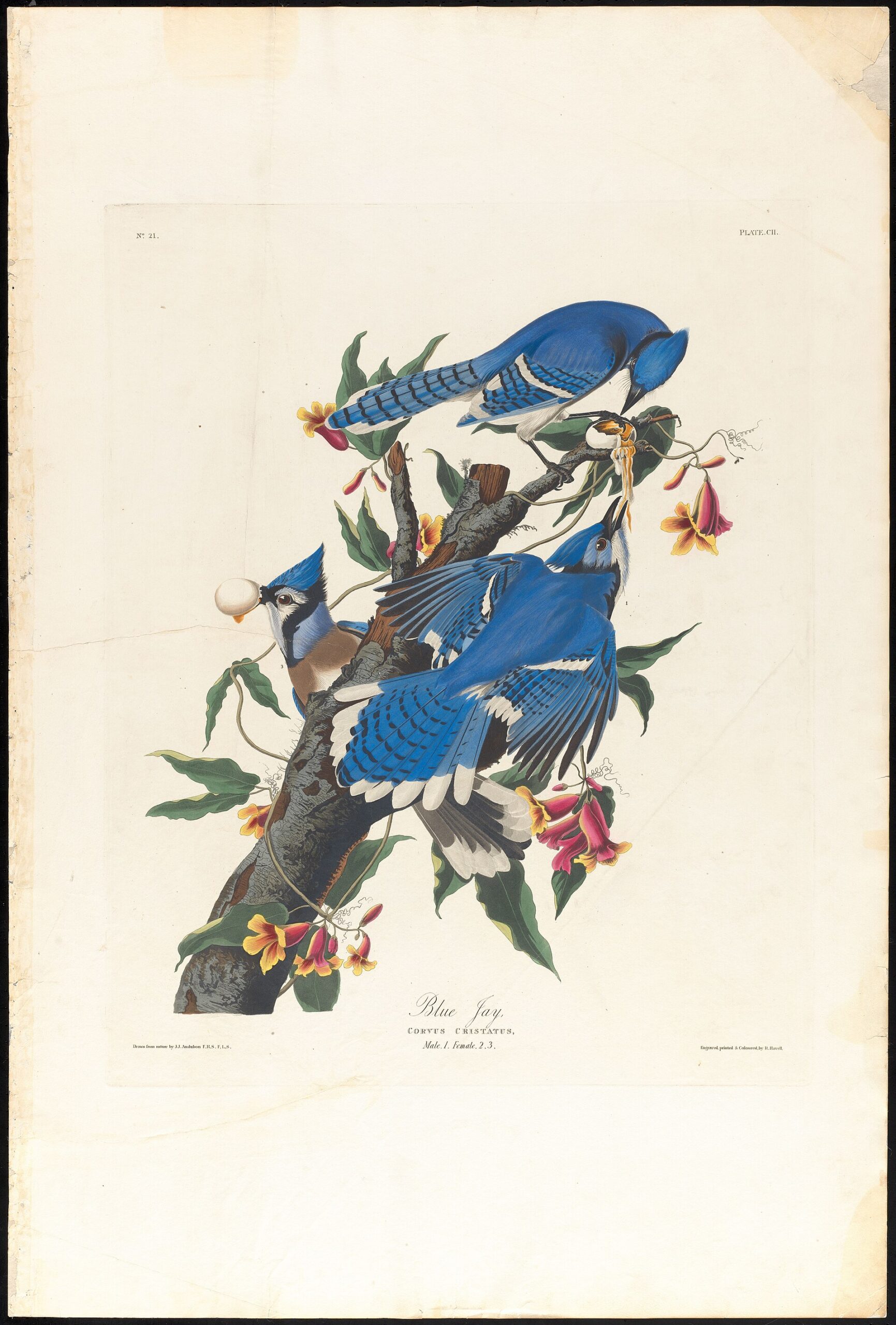 Blue Jay Identification Blue Jay Identification ()