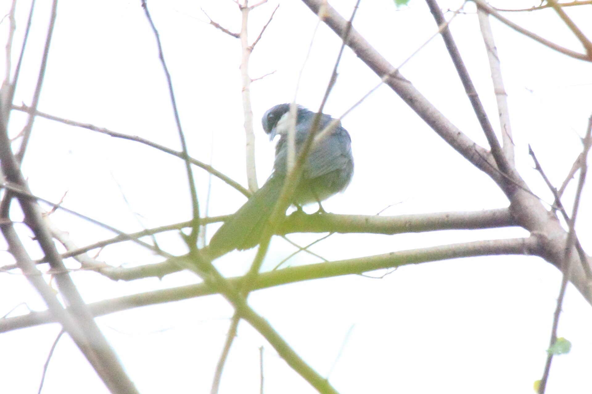 Blue Mockingbird Blue Mockingbird ()
