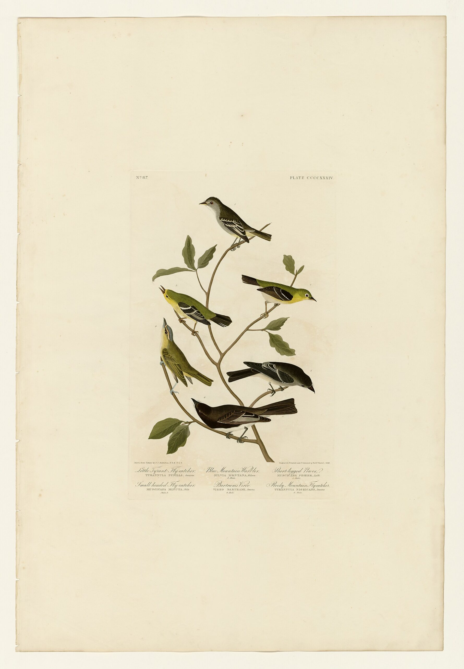 Blue Mountain Vireo (Vireo osburni)