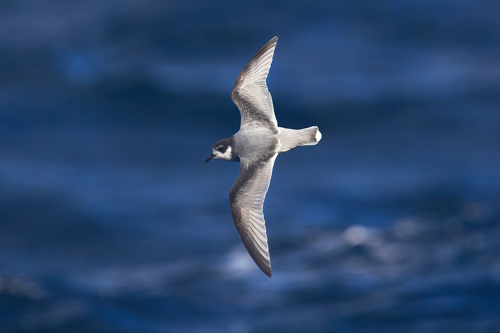 Blue Petrel ()