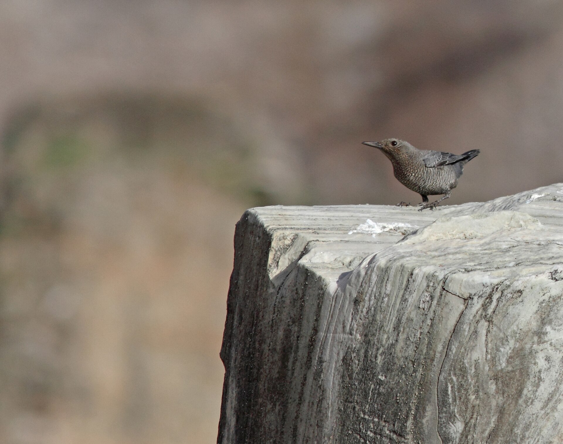 Blue Rock Thrush ()