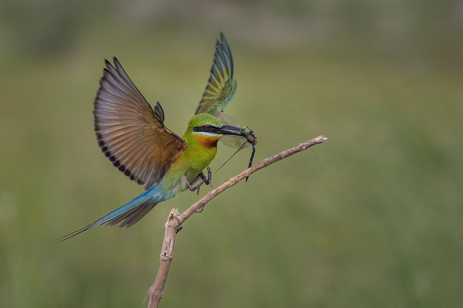 Blue-throated Bee-eater (Merops viridis)