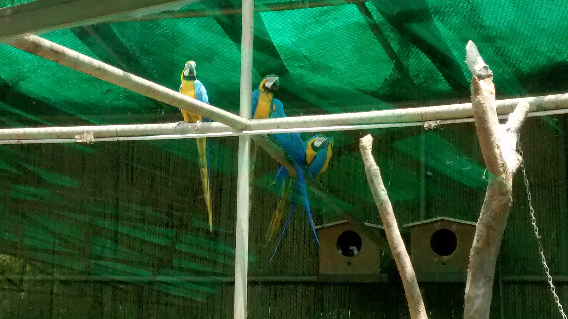 Blue-throated Macaw (Ara glaucogularis)