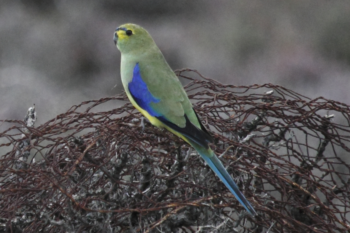 Blue-winged Parrot (Neophema chrysostoma)