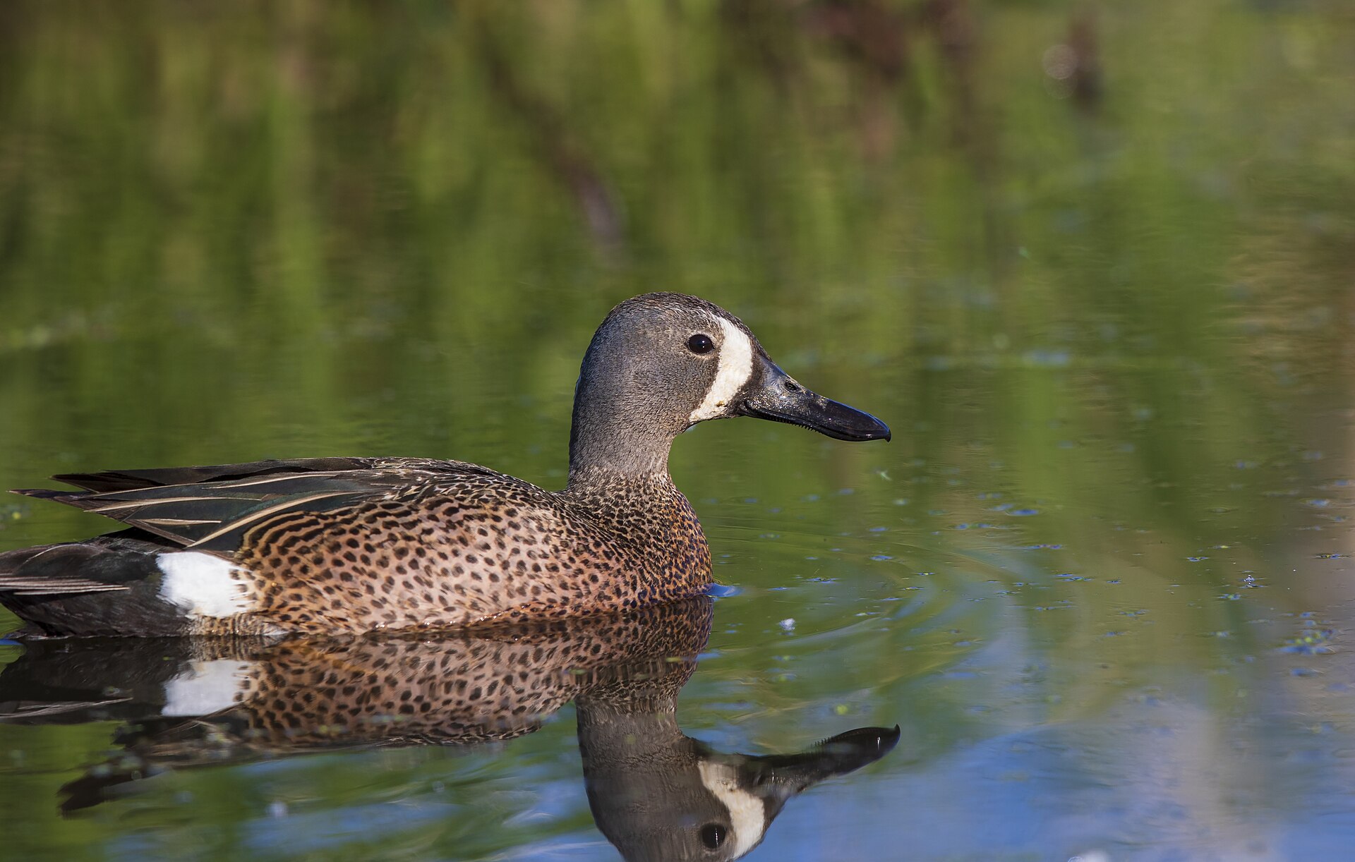 Blue-Winged Teal Duck (Anas discors)