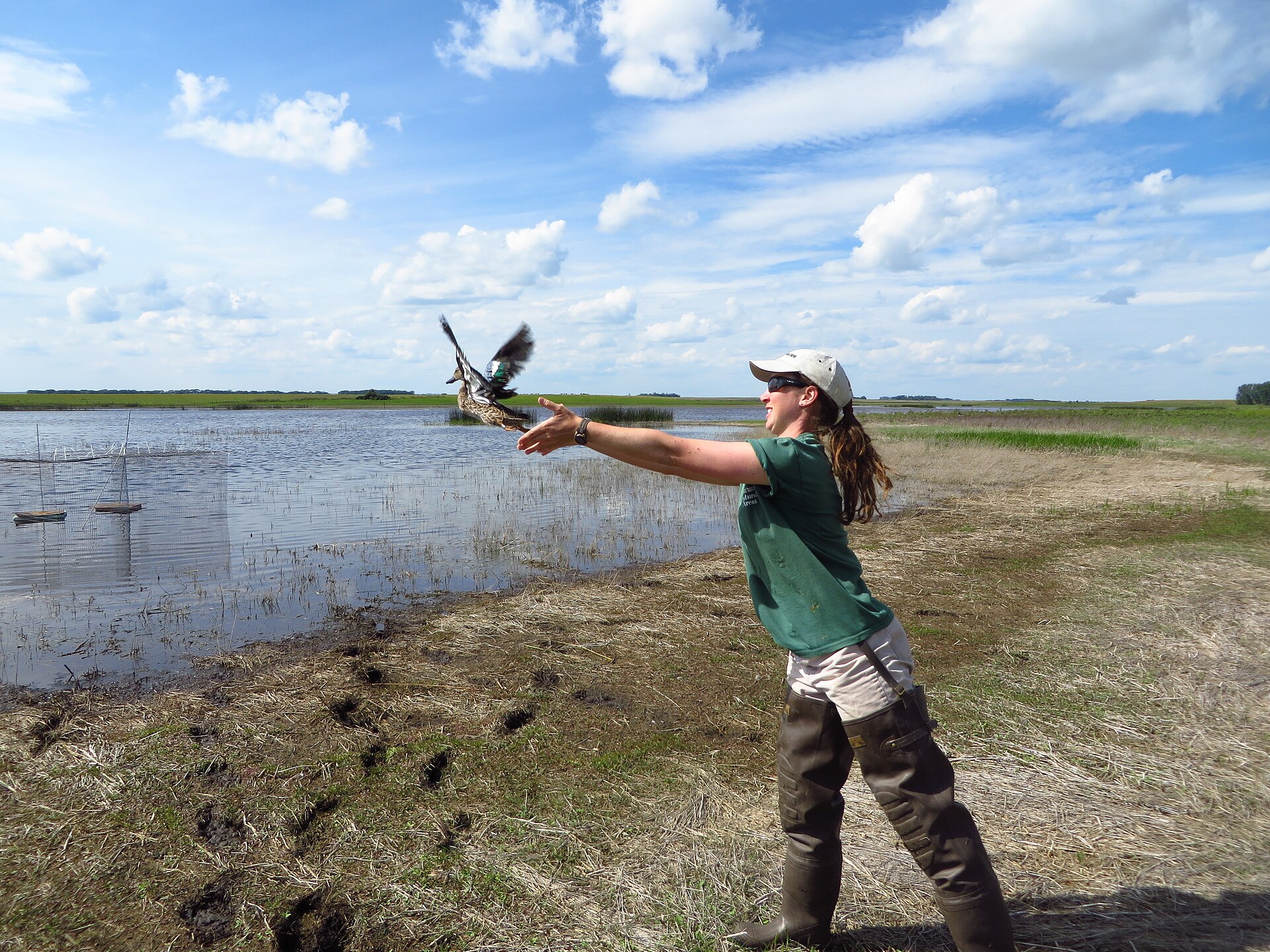 Blue-Winged Teal Information ()
