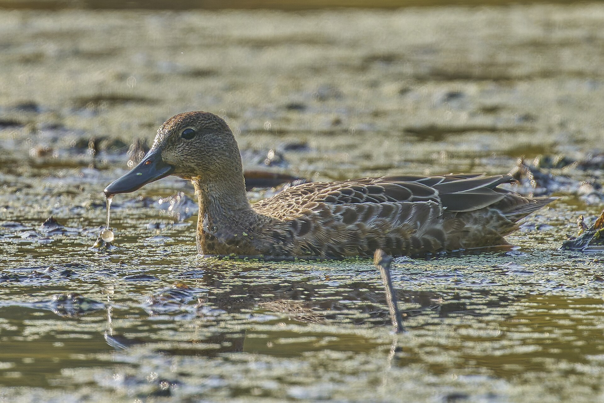 Blue-winged Teal ()