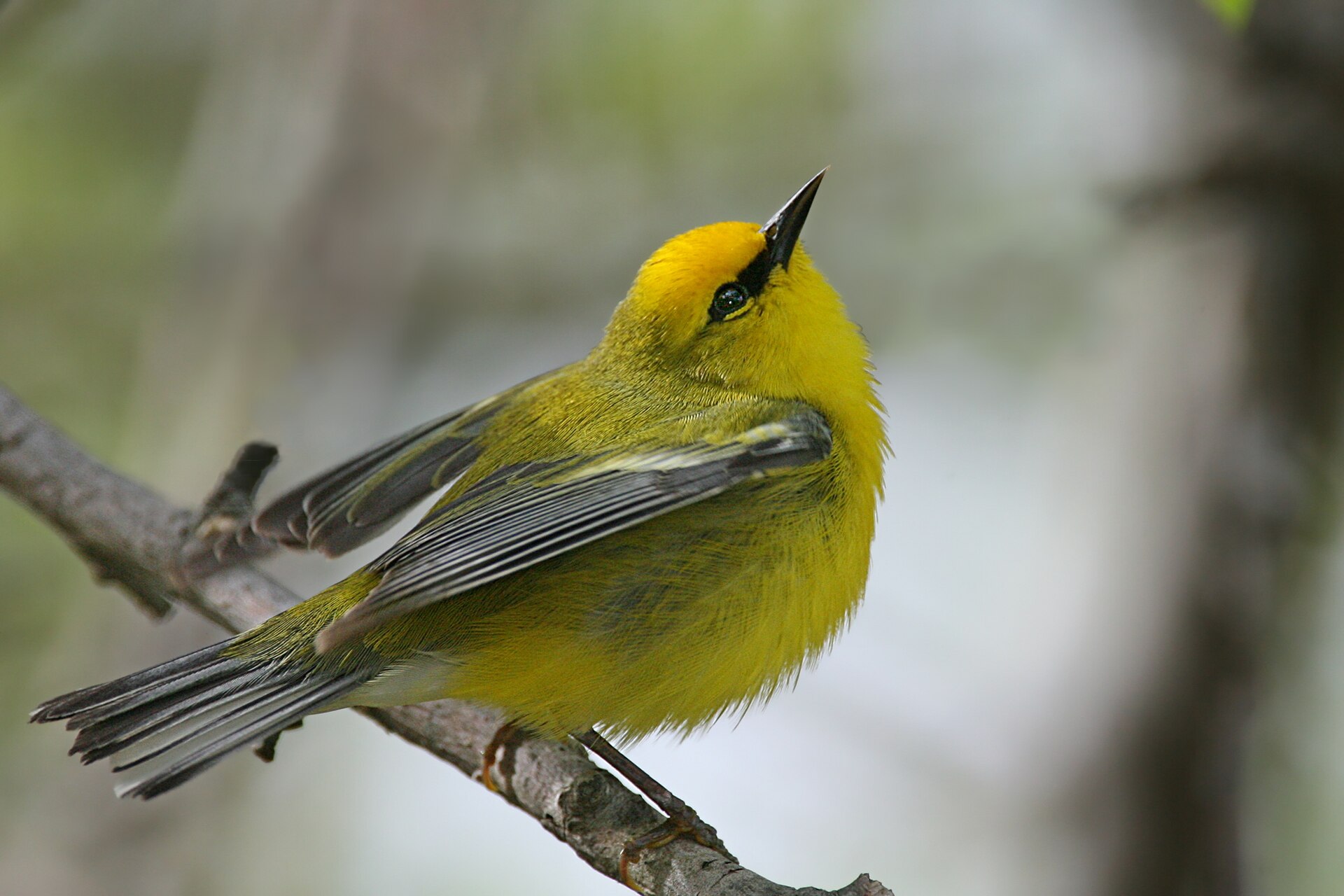 blue winged warbler