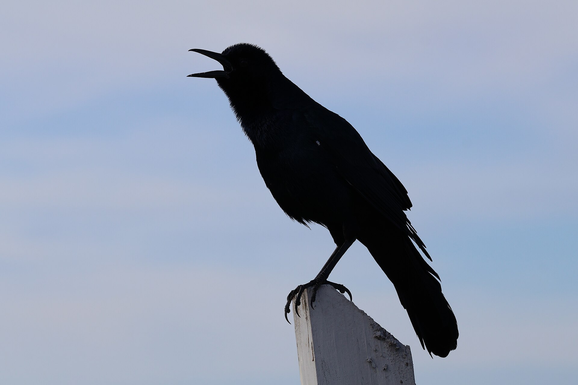 Boat-tailed Grackle (Quiscalus major)
