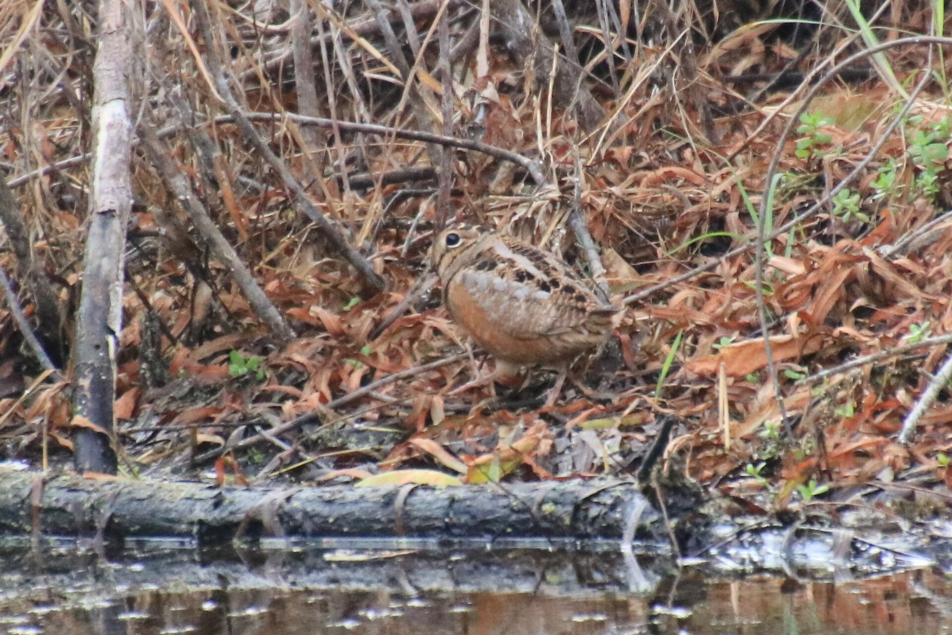 Bobwhite Quail Insight Bobwhite Quail Insight (Scolopax minor)