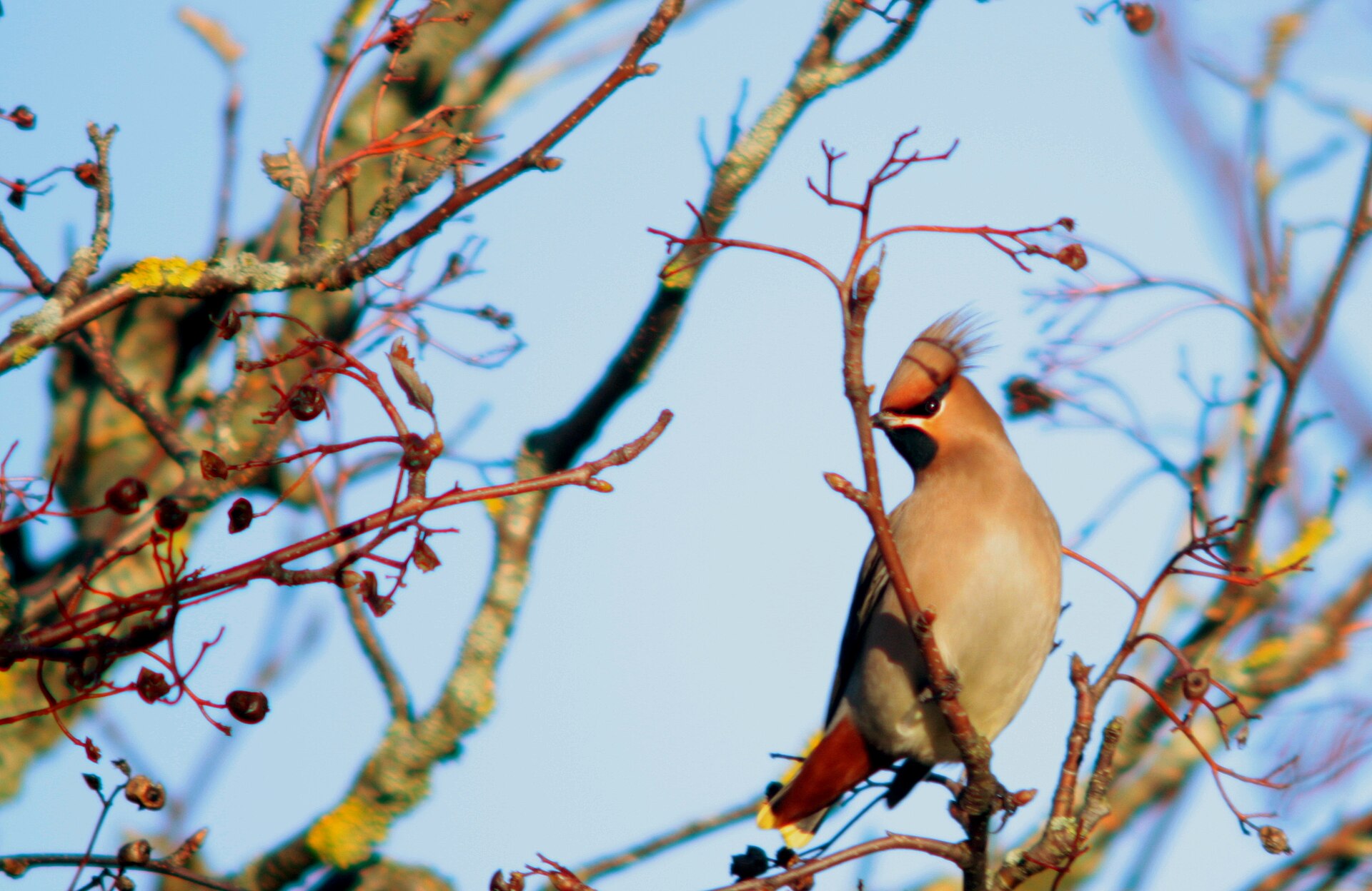 Bohemian Waxwing Bohemian Waxwing (Bombycilla garrulus)