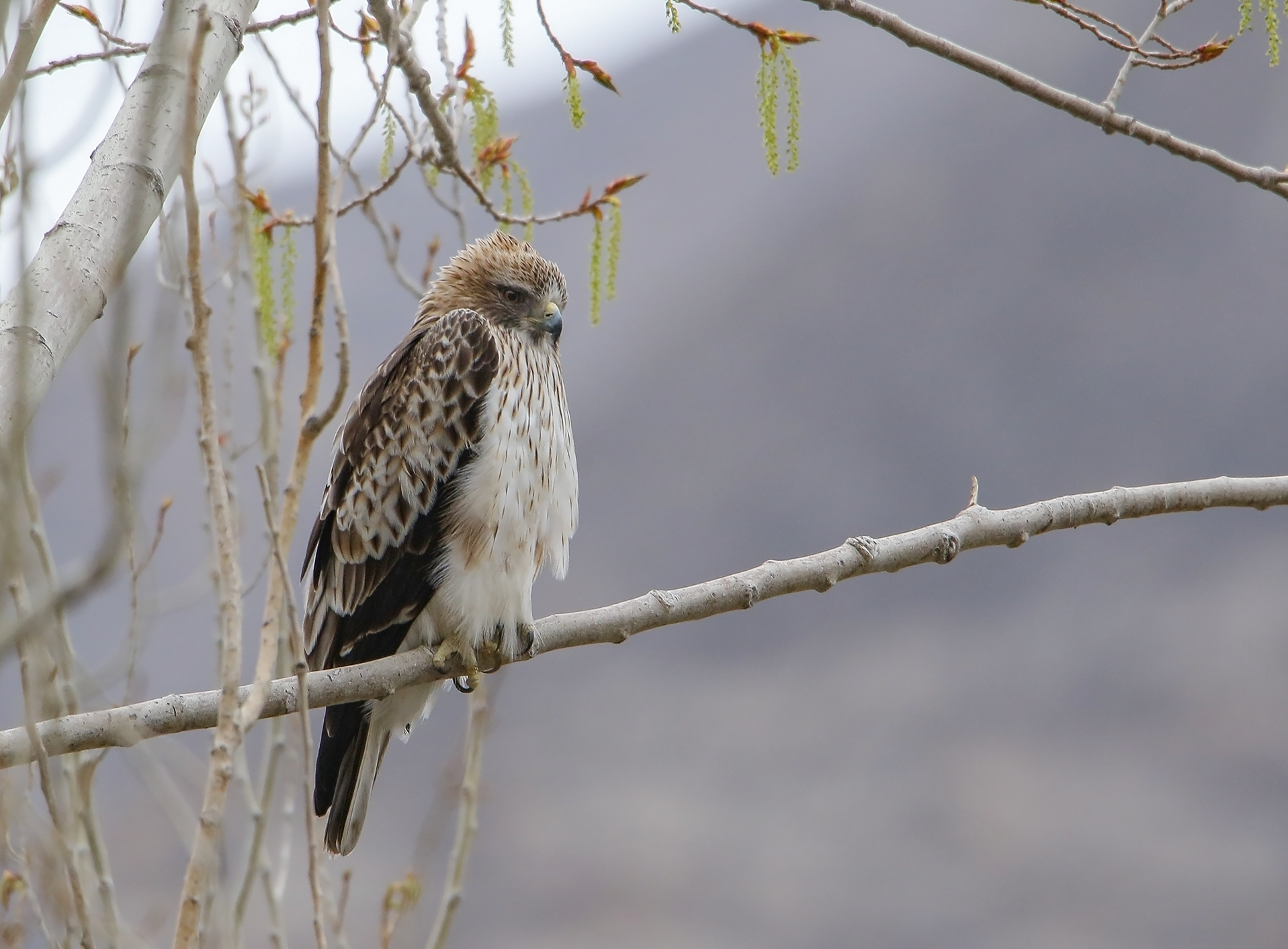 Booted Eagle ()