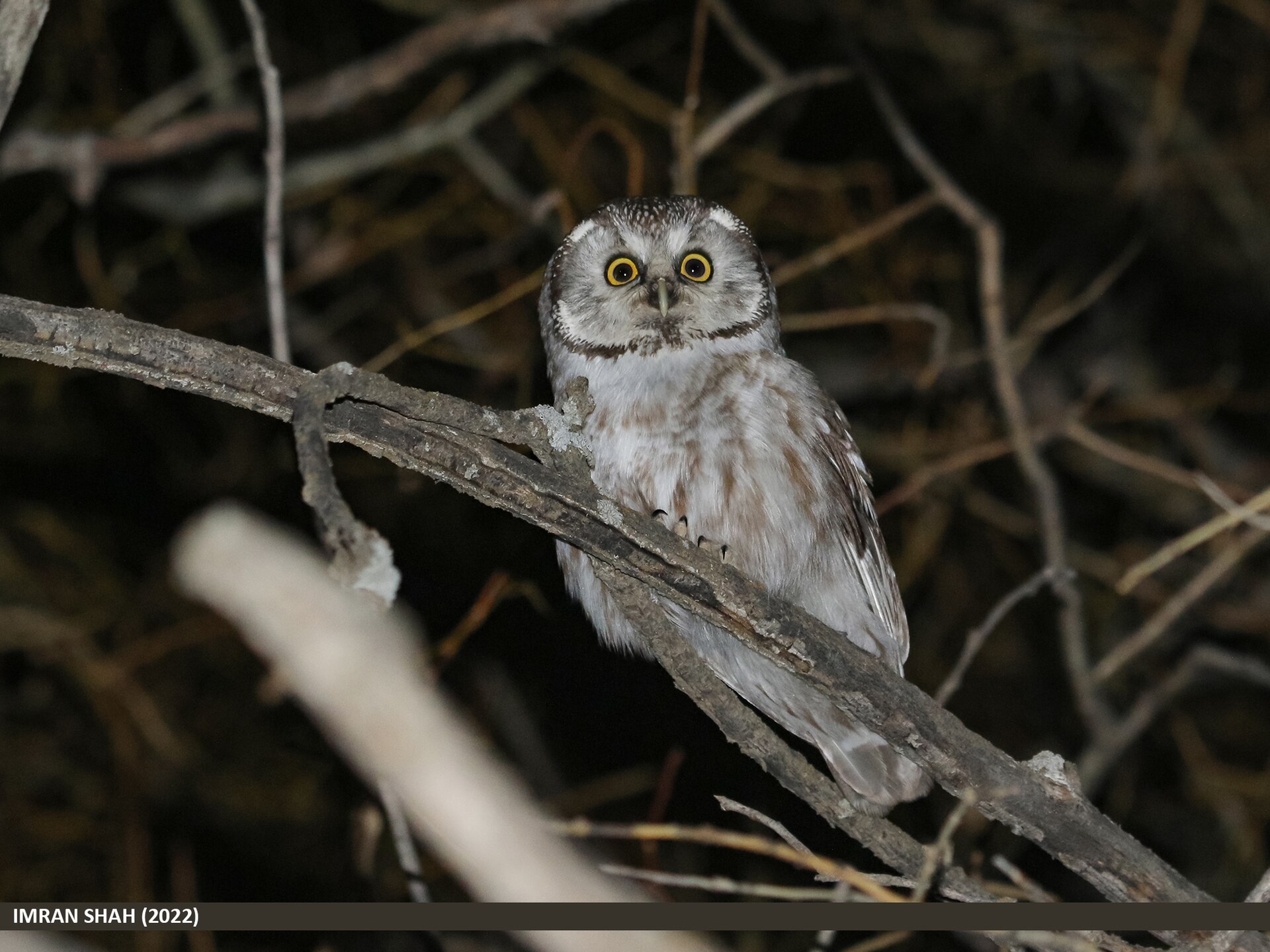 Boreal Owl ()