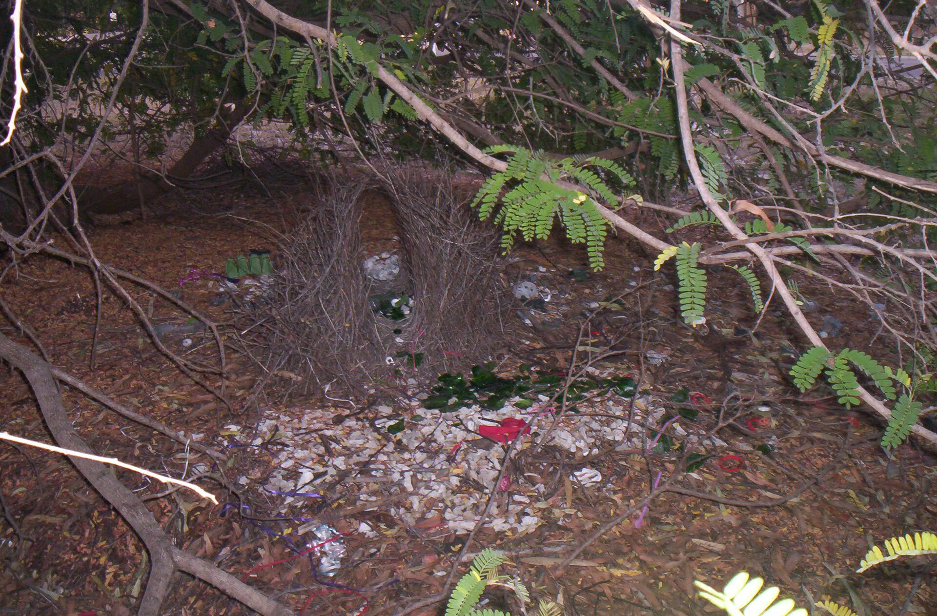 Bowerbird ()