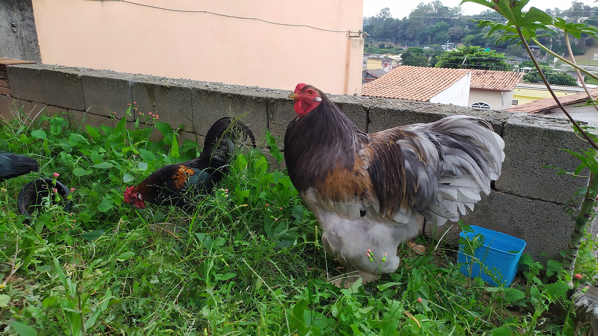 Brahma Chicken ()