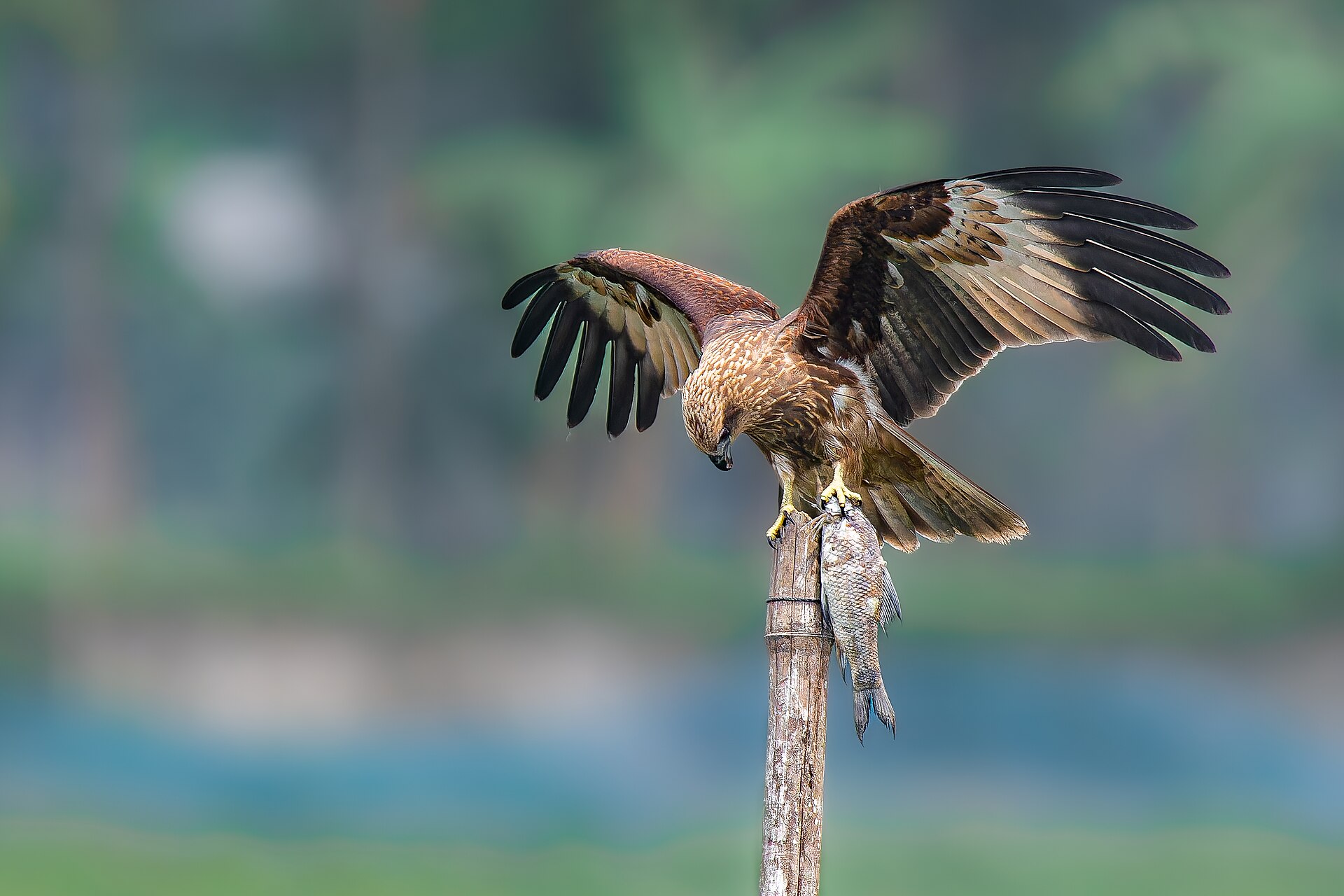 Brahminy Kite Brahminy Kite (Haliastur indus)