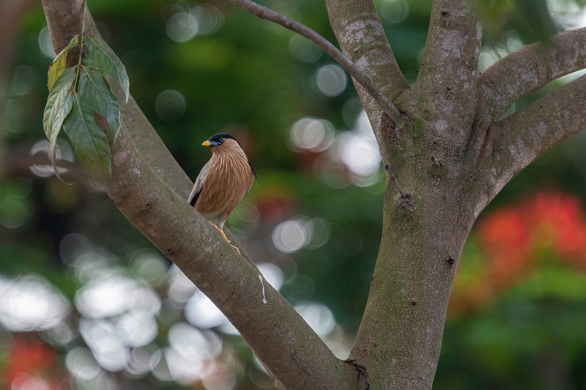 brahminy starling