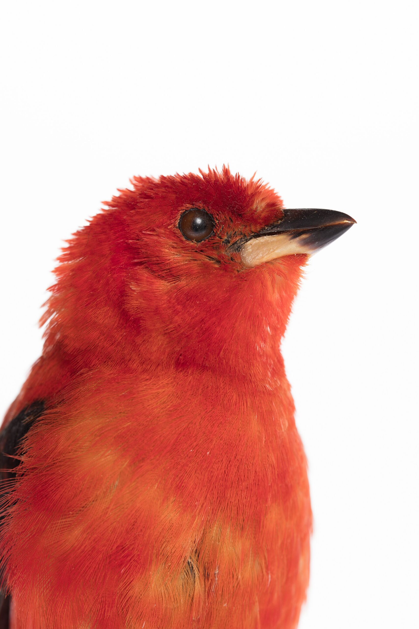 Brazilian Tanager ()