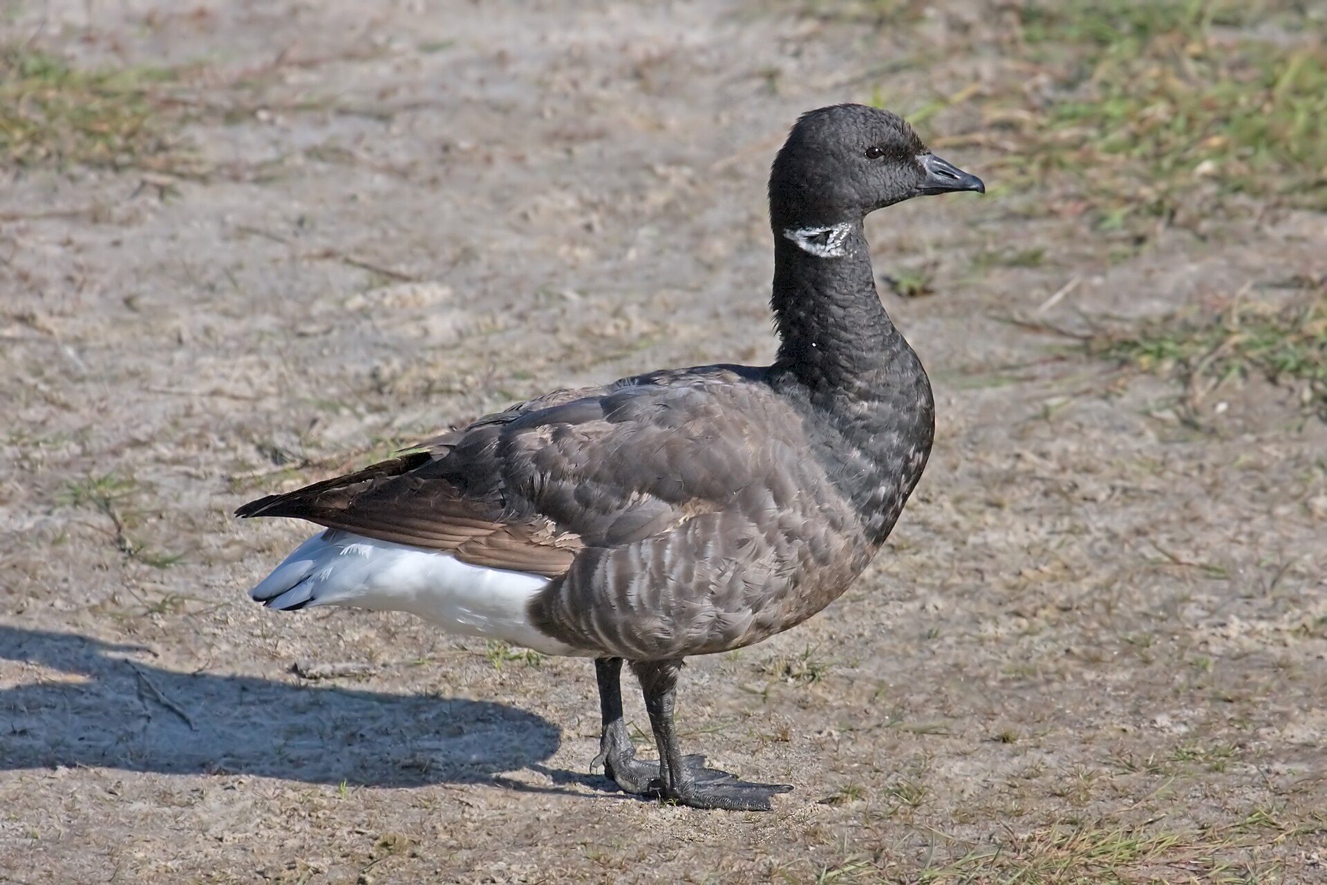 Brent Goose Brent Goose (Branta bernicla)