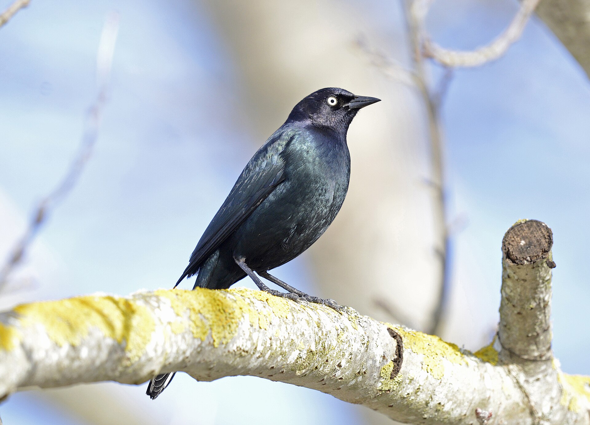 Brewers Blackbird Brewers Blackbird ()