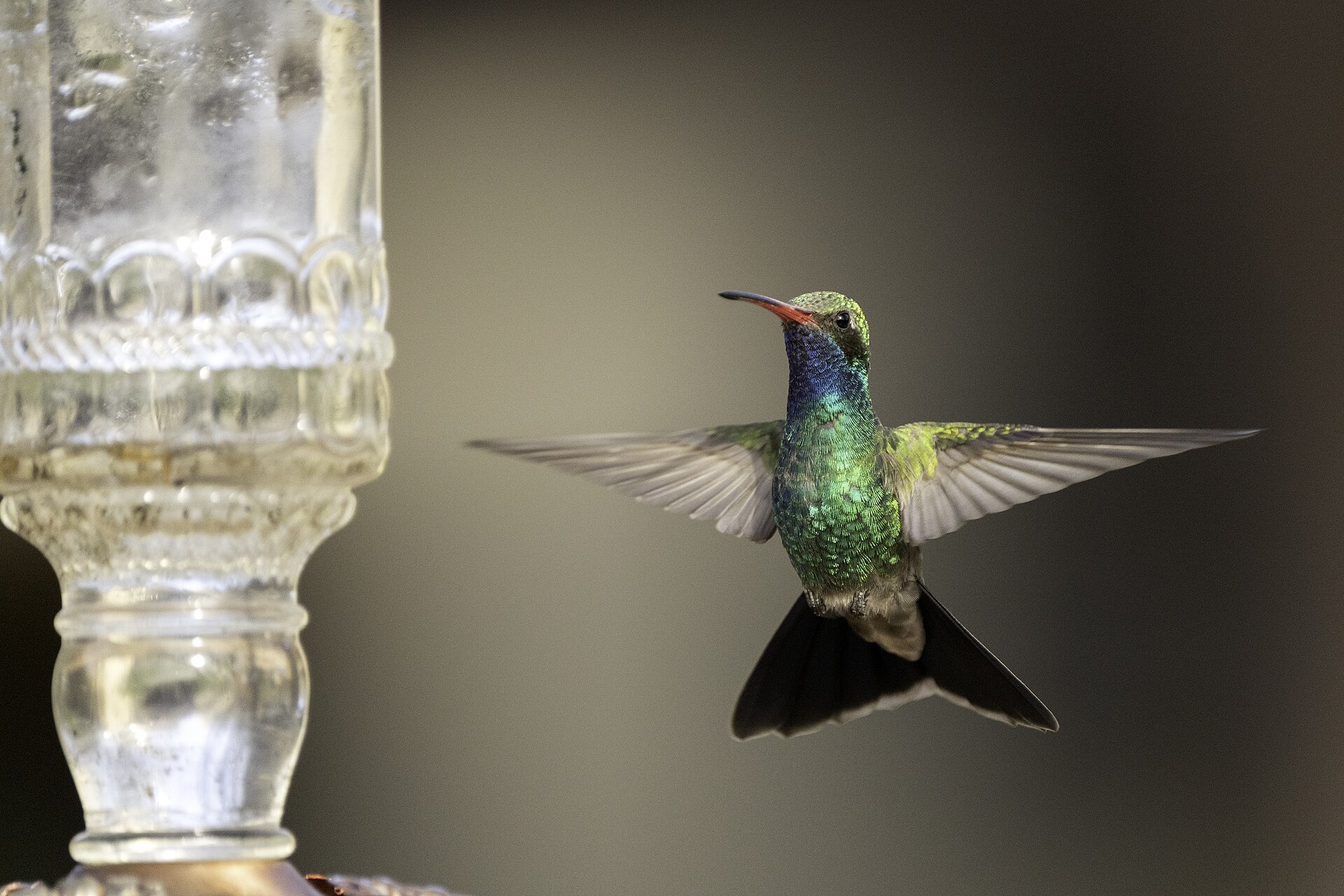 Broad-Billed Hummingbird ()