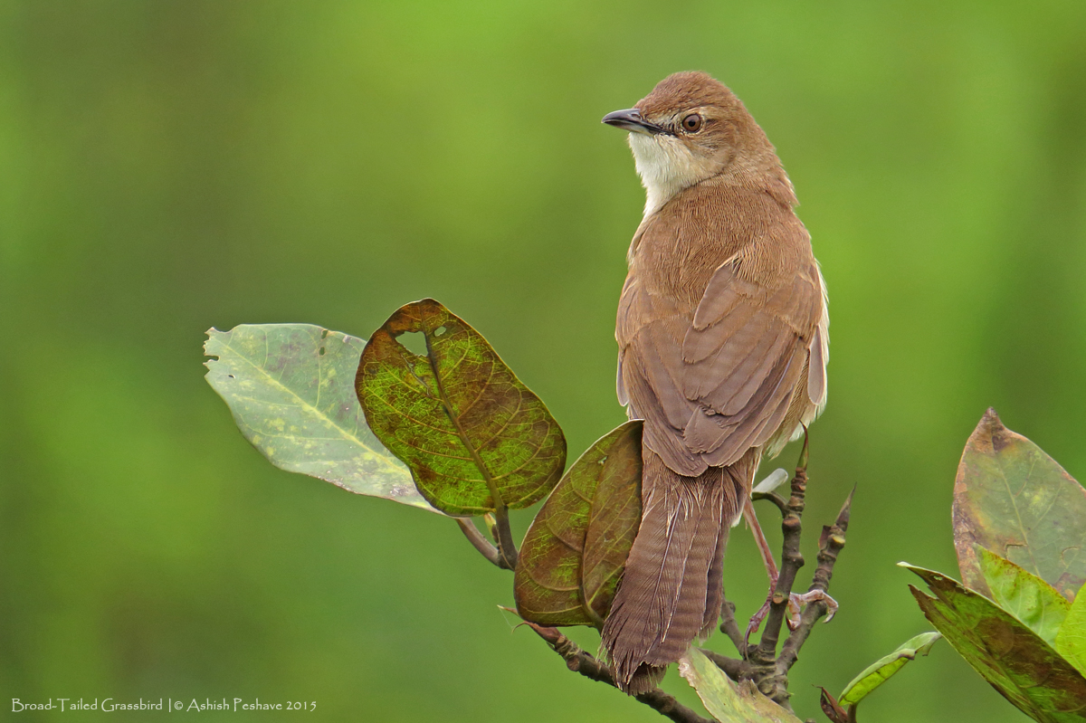Broad-tailed Grassbird ()