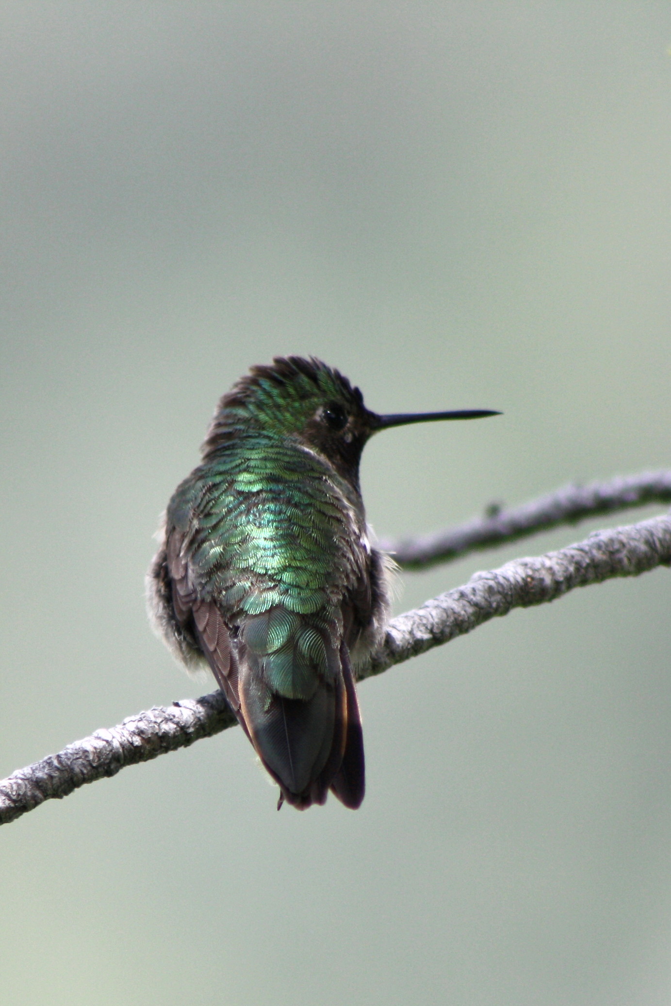 Broad-Tailed Hummingbird ()