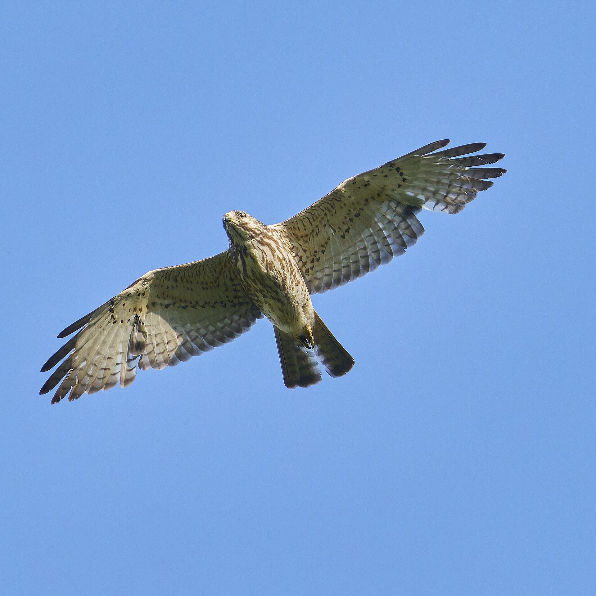 Broad-winged Hawk ()
