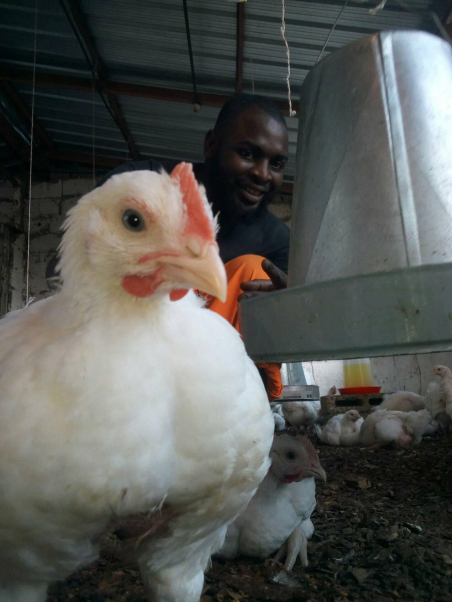 Broiler Chicken ()