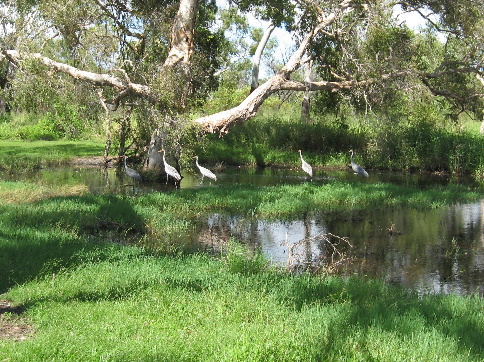Brolga Crane ()