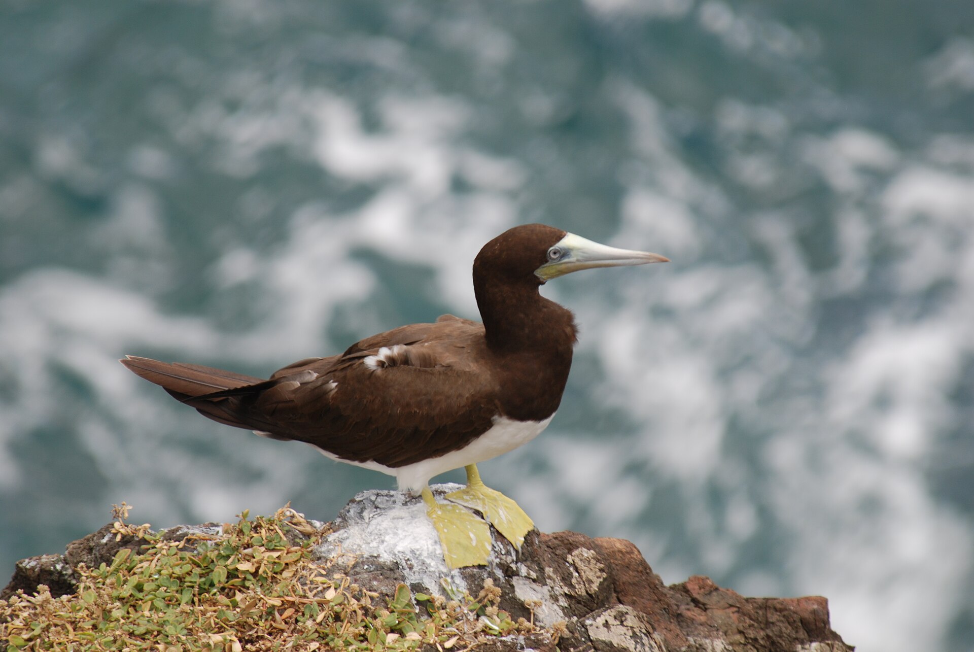 Brown Booby ()