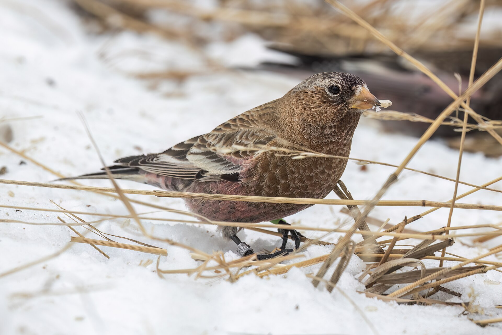 Brown Capped Rosy Finch (Leucosticte australis)