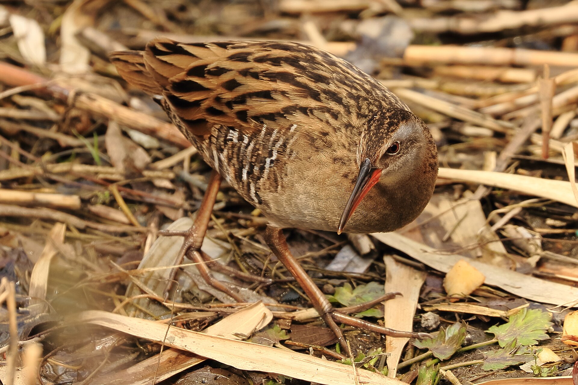 Brown-cheeked Rail (Rallus aquaticus)