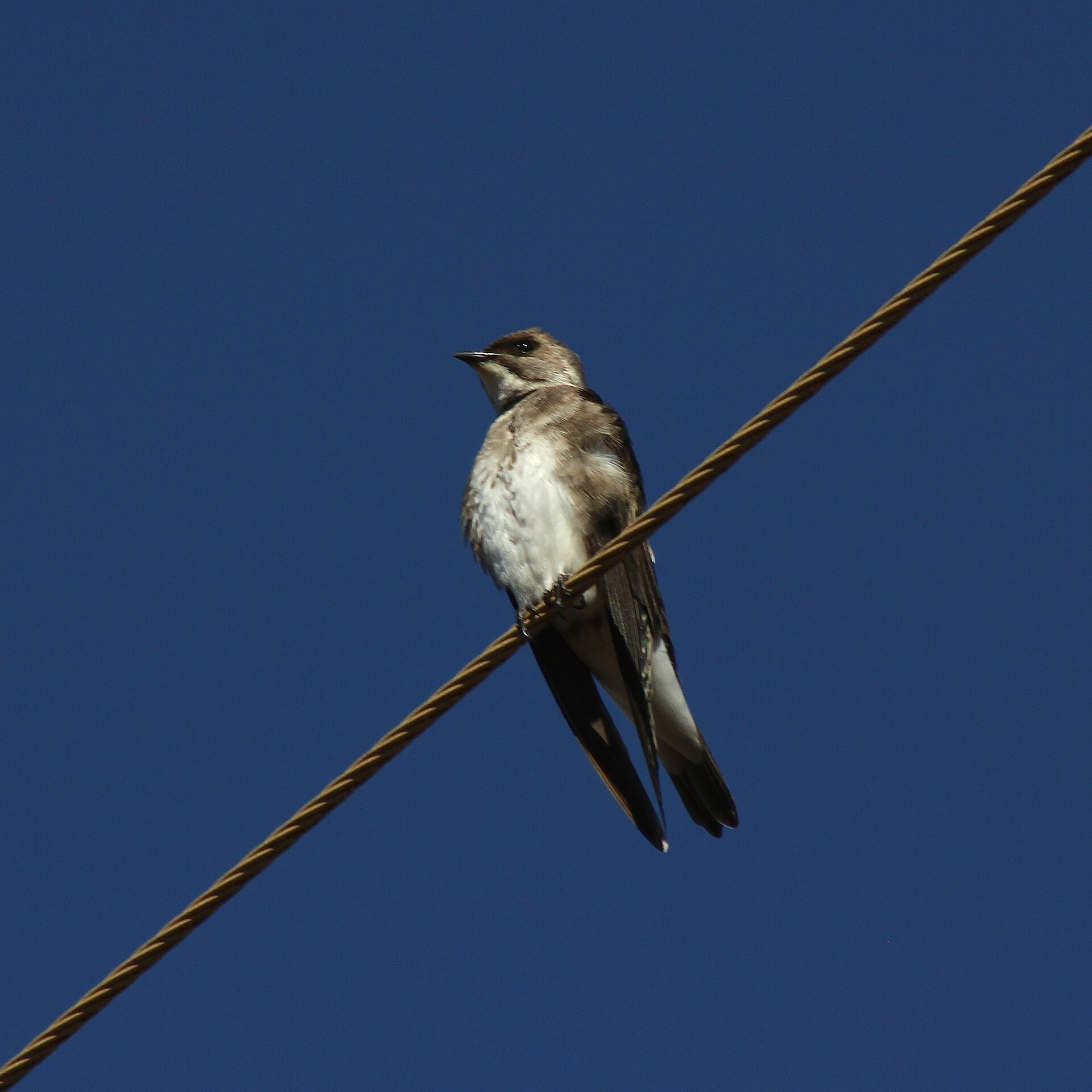 Brown-chested Martin (Progne tapera)