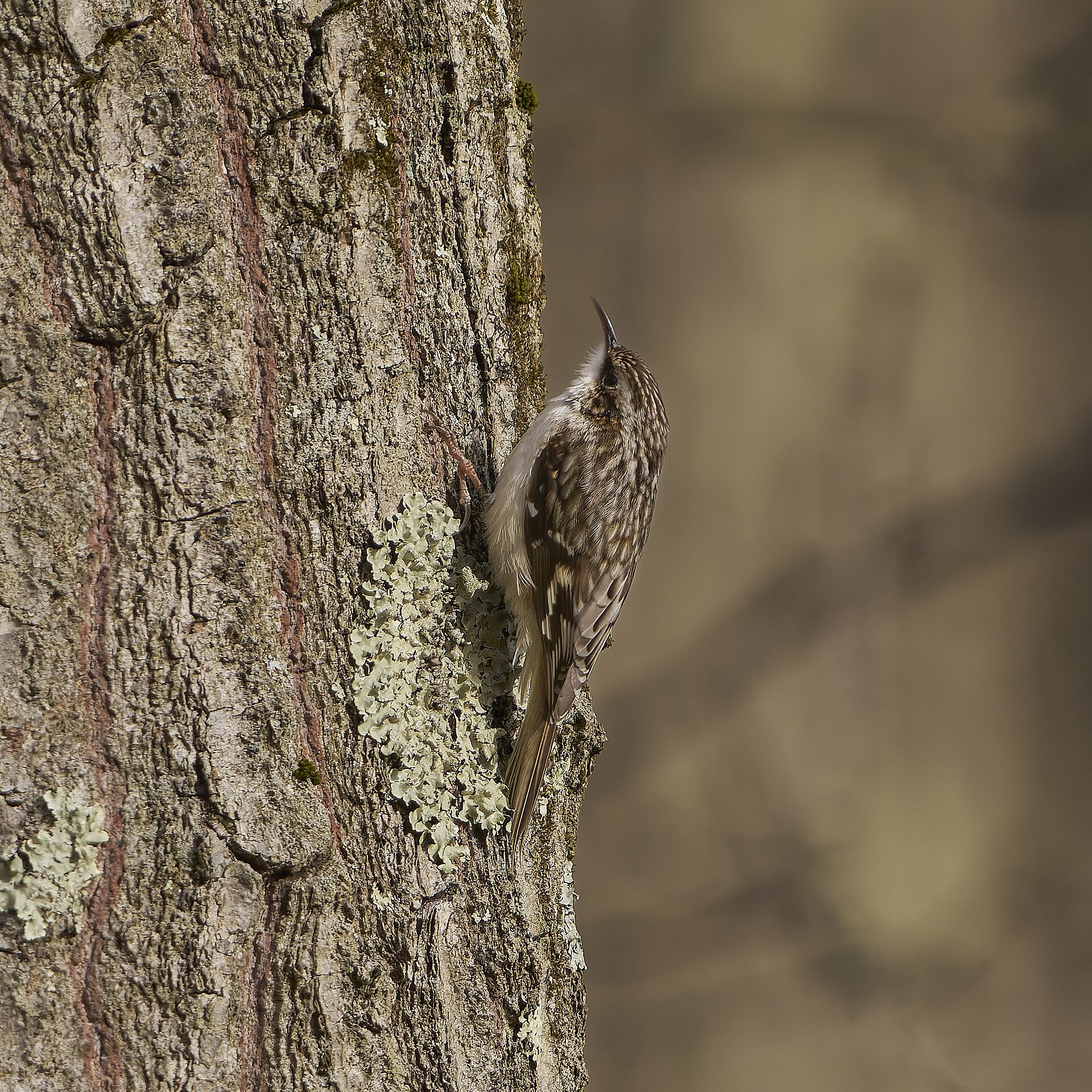 Brown Creeper (Certhia americana)