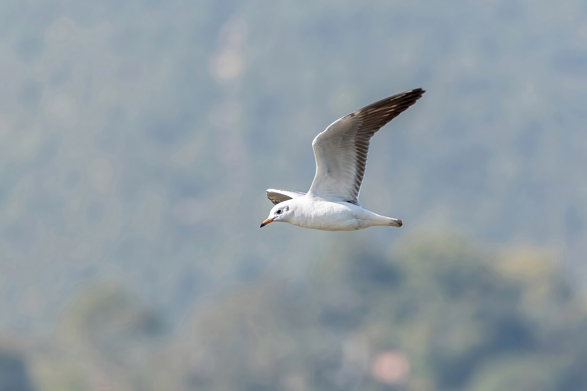 Brown-headed Gull Brown-headed Gull (Chroicocephalus maculipennis)