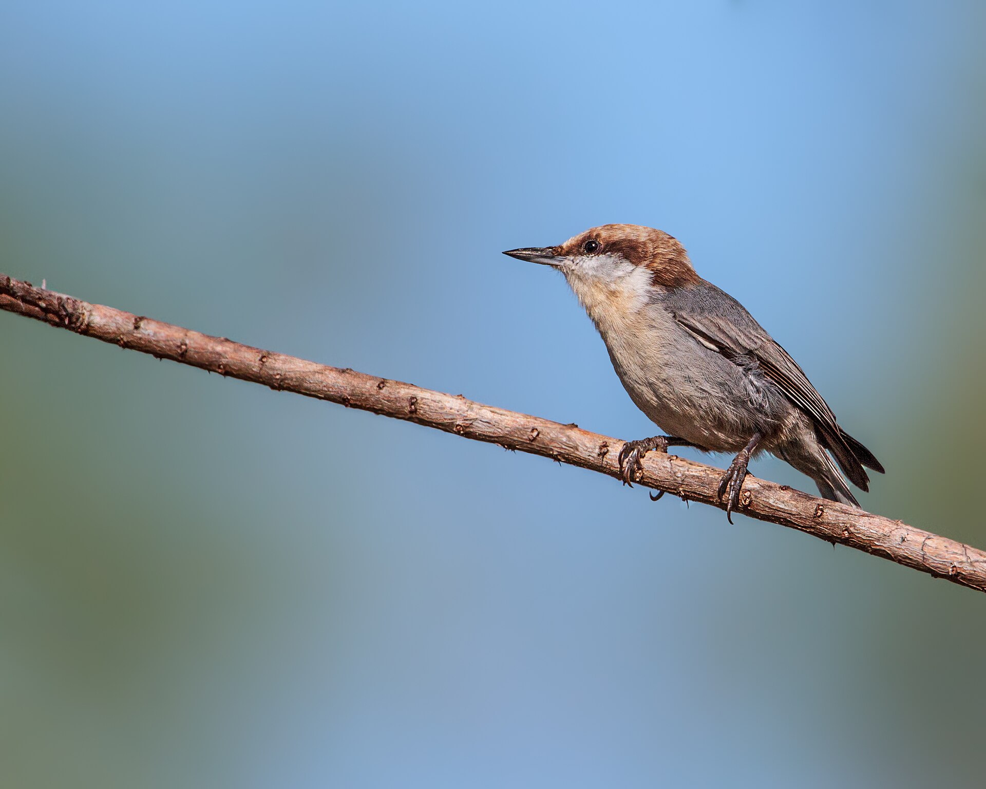 Brown-headed Nuthatch (Sitta pusilla)