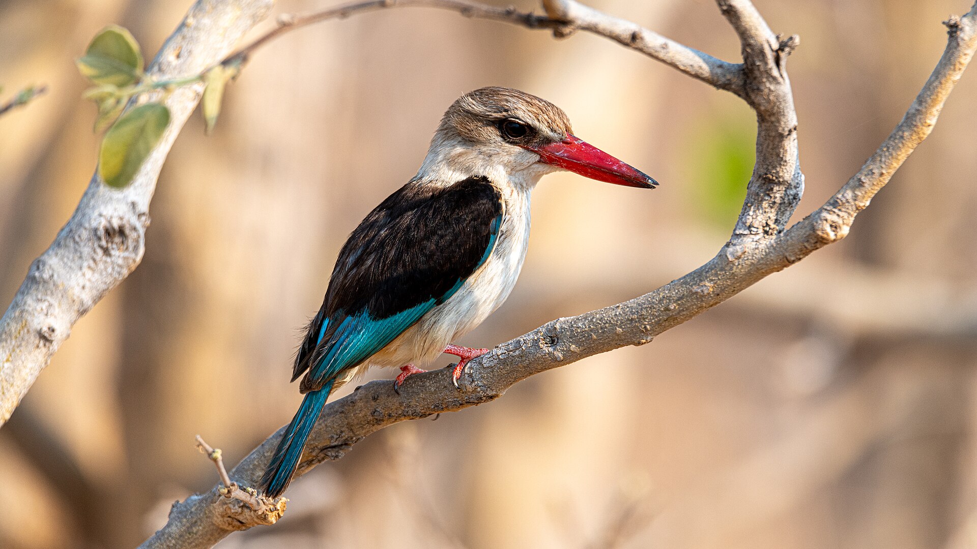 brown hooded kingfisher