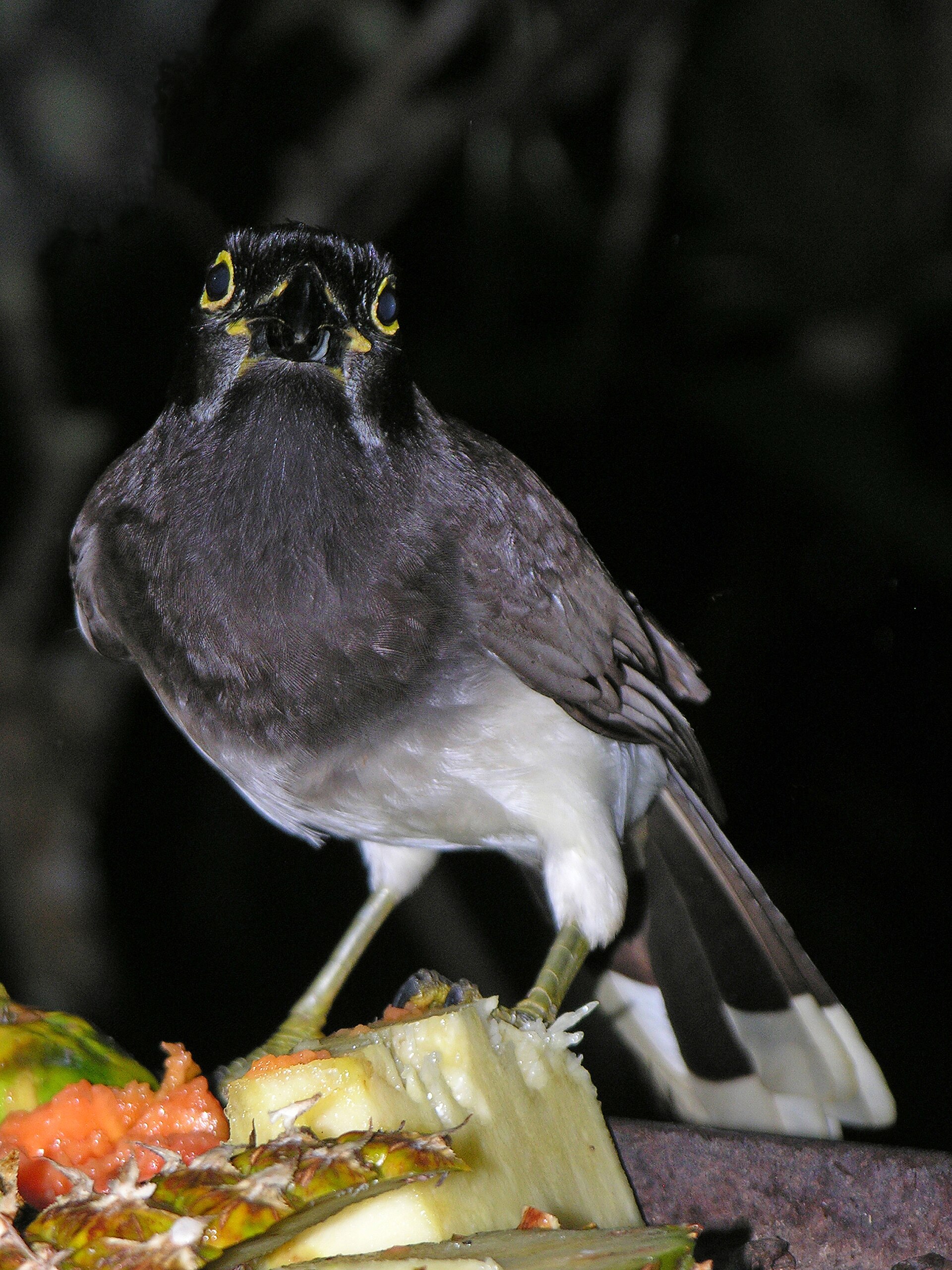 Brown Jay (Brown jay)