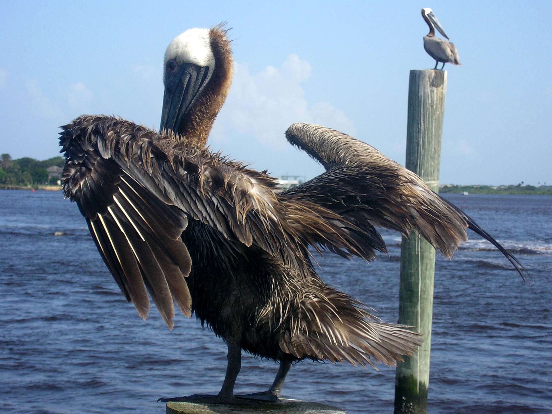 brown pelican