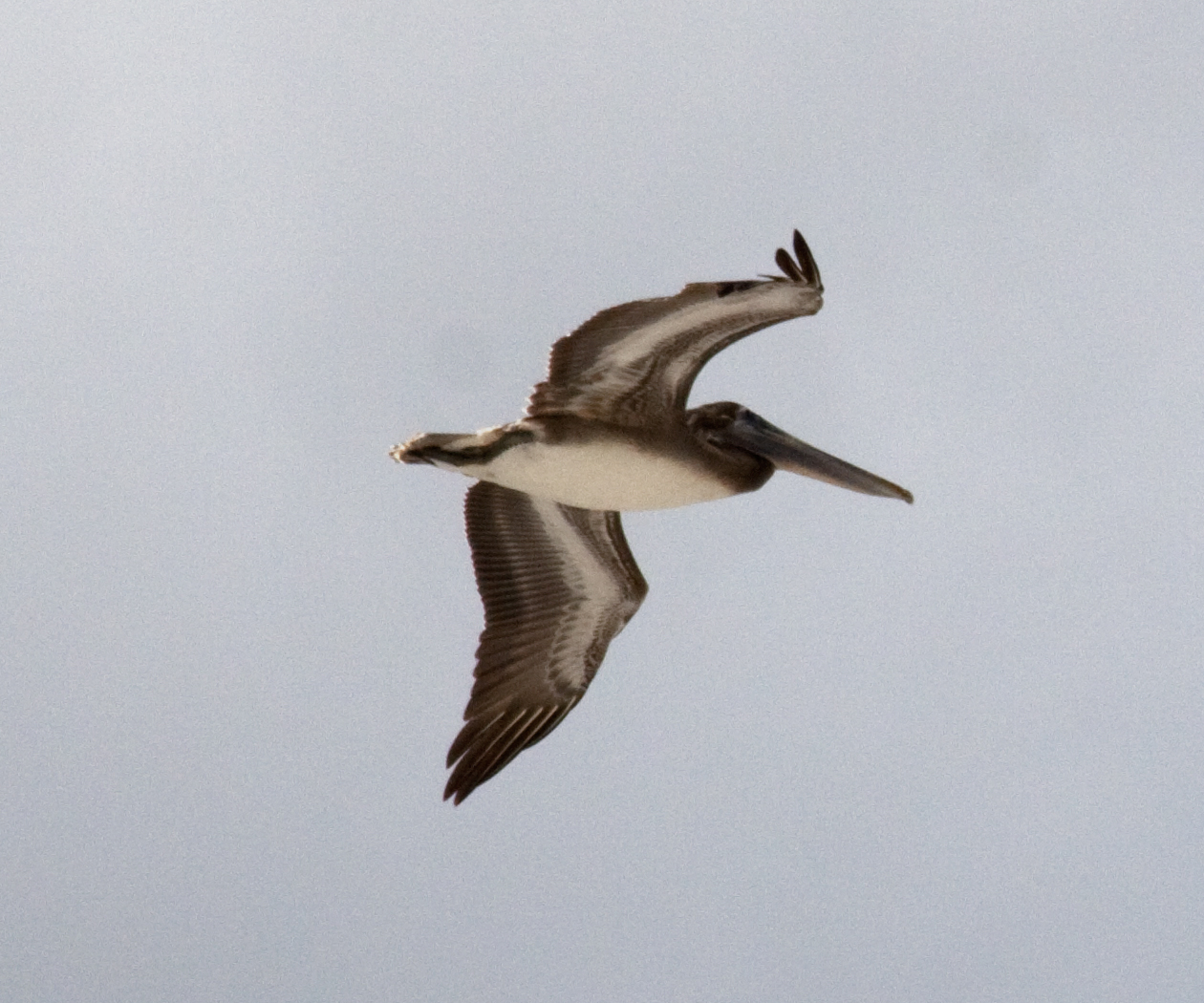 Brown Pelicans Overhead ()
