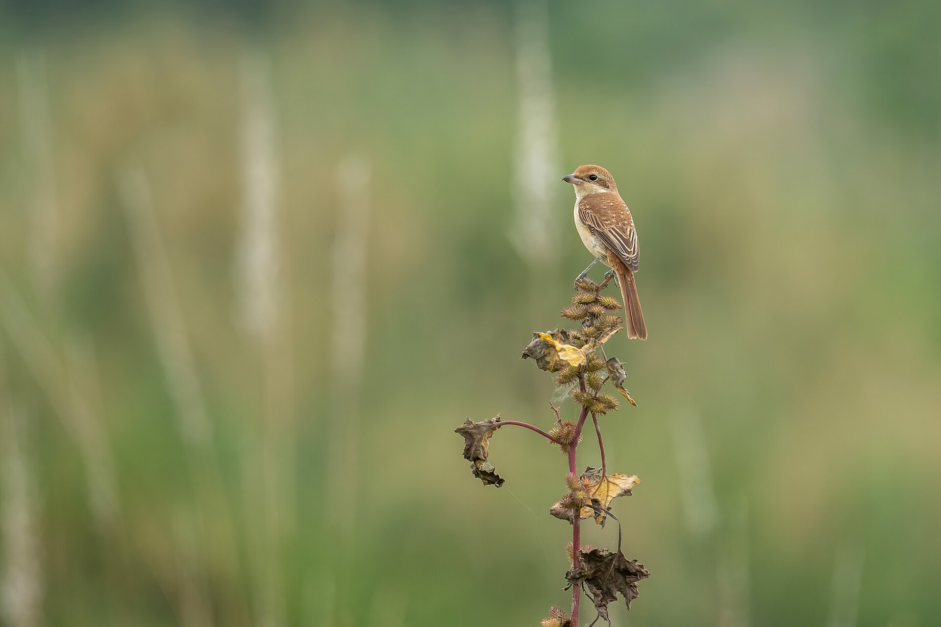 Brown Shrike (Lanius cristatus)