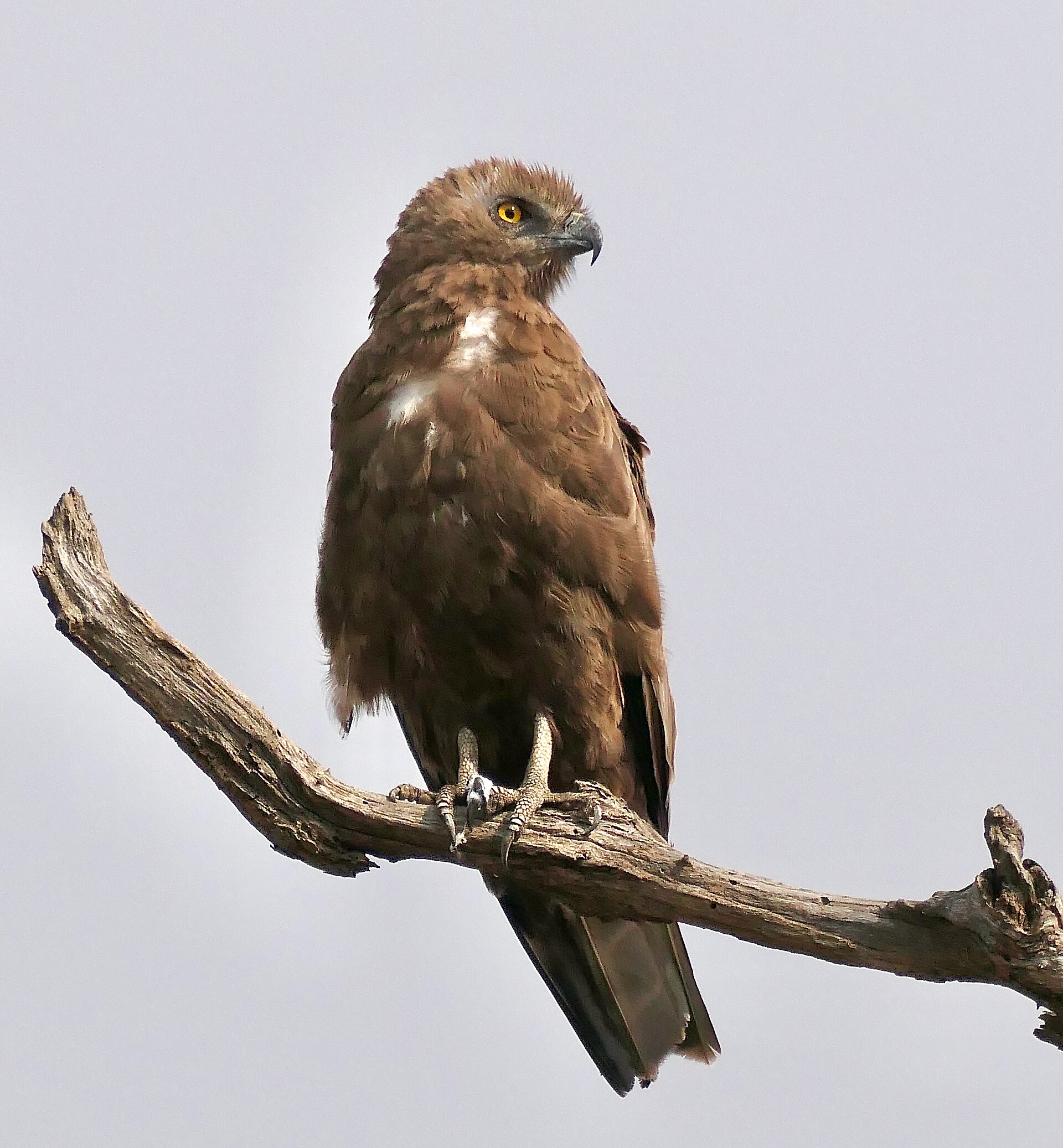 Brown Snake Eagle Brown Snake Eagle (Circaetus cinereus)