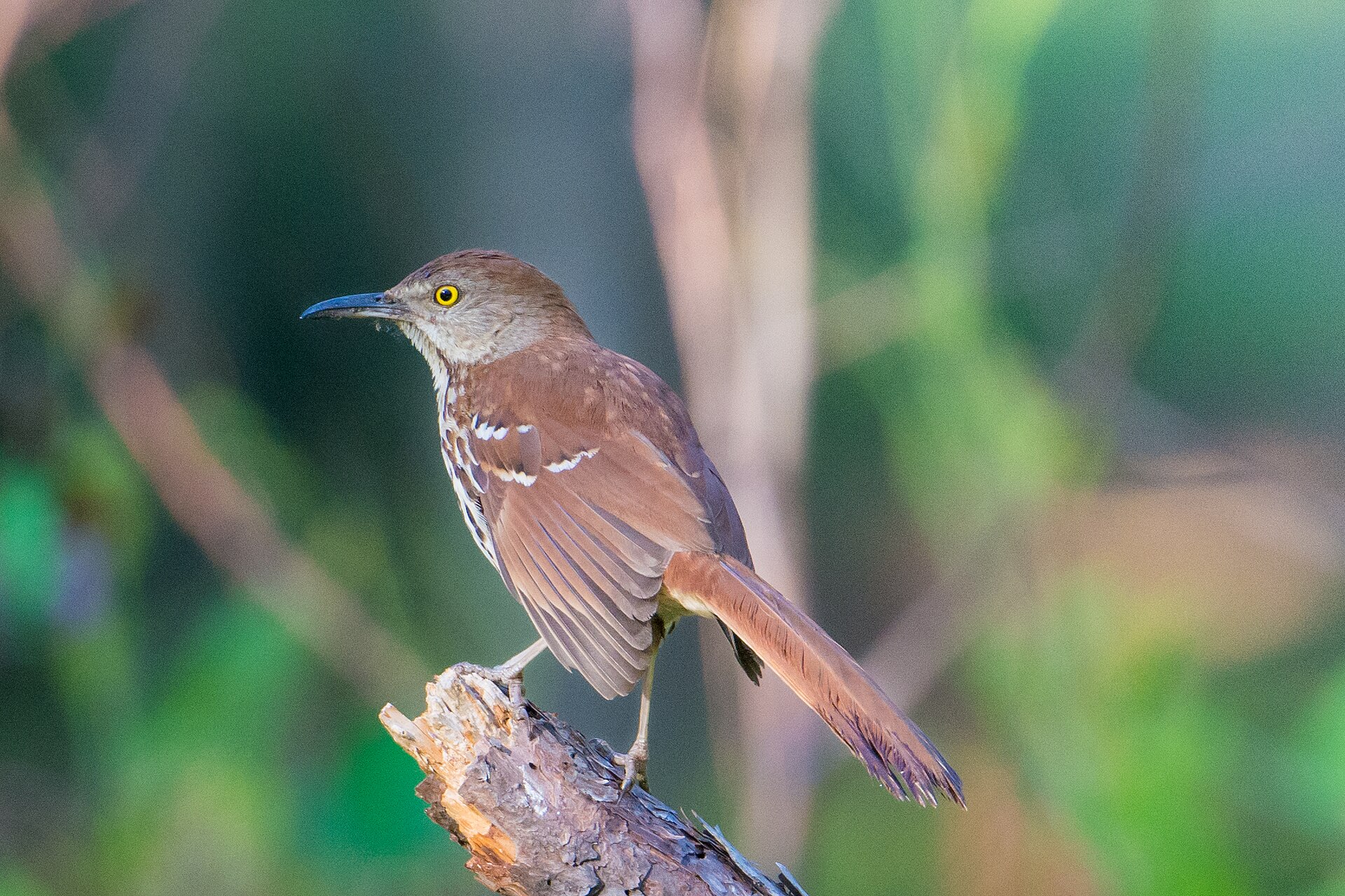 Brown Thrasher ()