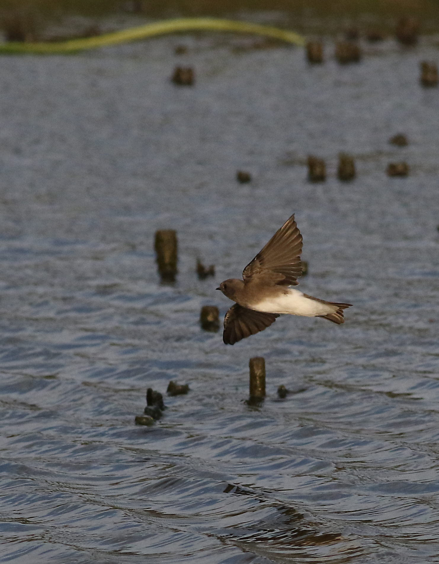 Brown-throated Martin (Riparia paludicola)