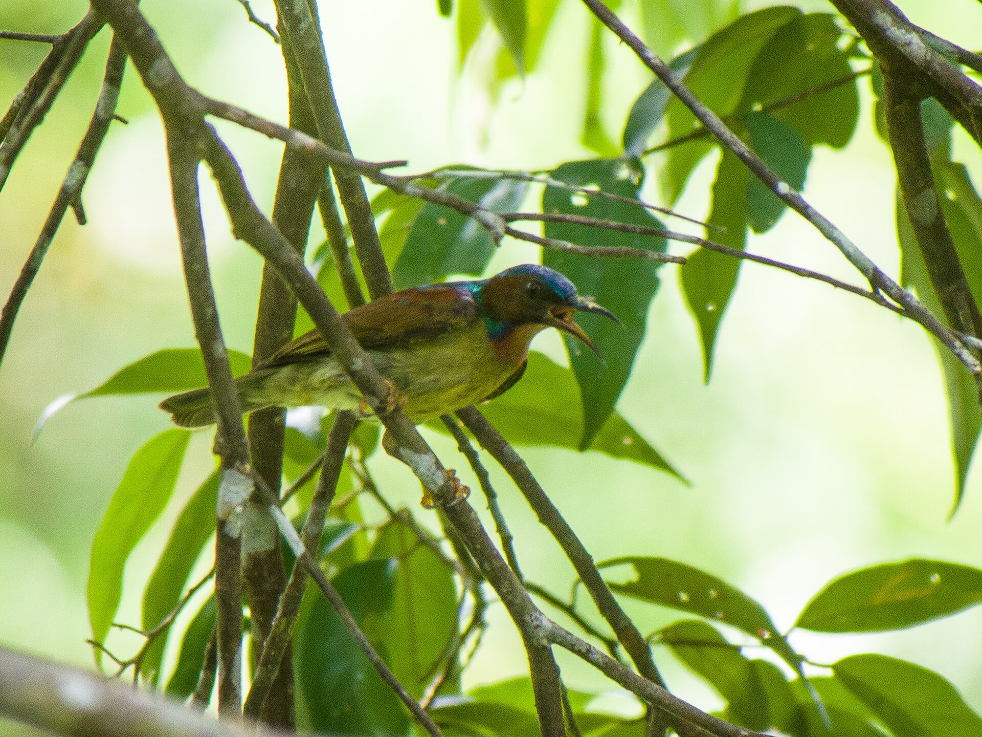 Brown-throated Sunbird ()