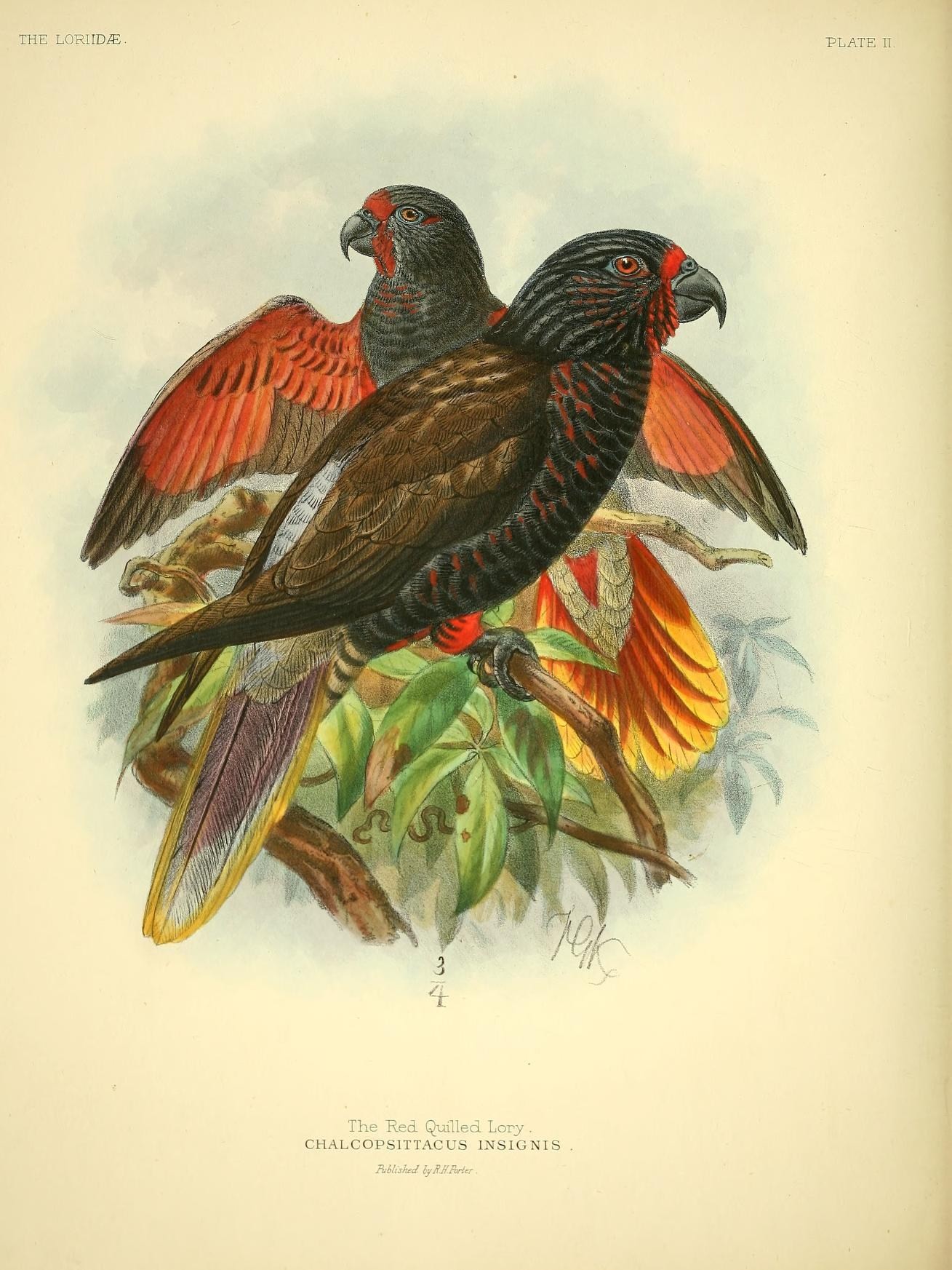 Brush-tongued Parrot Brush-tongued Parrot ()