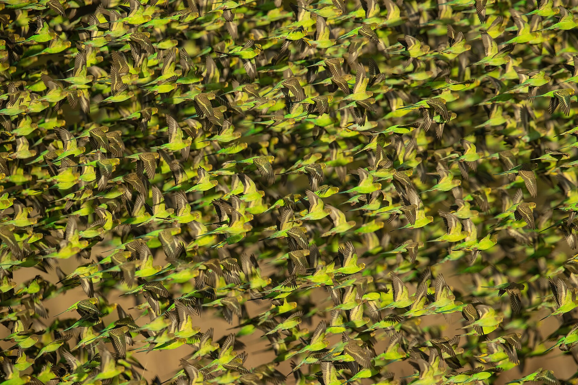 Budgerigar (Melopsittacus undulatus)