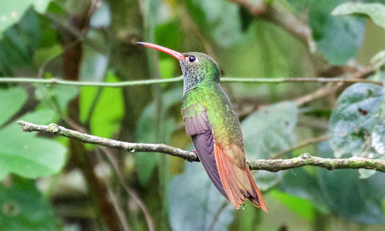 Buff-Bellied Hummingbird (Amazilia yucatanensis)